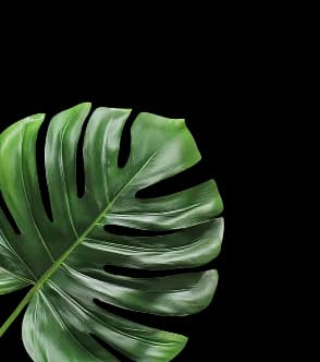 cocktail-left-leaf