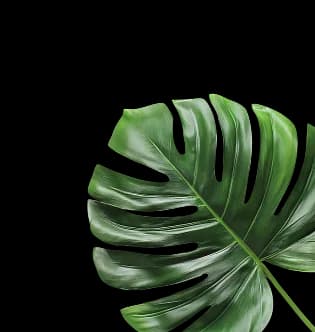 cocktail-right-leaf