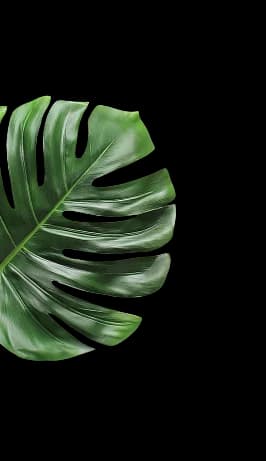 left-leaf