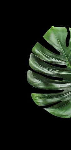 right-leaf